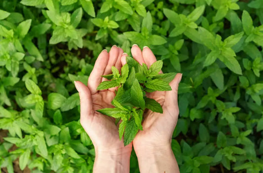 Combating Stress Naturally: How Ayurvedic Supplements Can Help